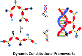 Graphical abstract: Dynamic constitutional frameworks for DNA biomimetic recognition