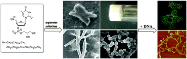 Graphical abstract: Supramolecular assemblies of novel aminonucleoside phospholipids and their bonding to nucleic acids