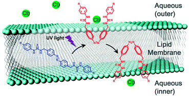 Graphical abstract: Azobenzene-based chloride transporters with light-controllable activities