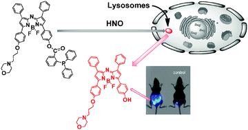 Graphical abstract: Visualization of nitroxyl (HNO) in vivo via a lysosome-targetable near-infrared fluorescent probe