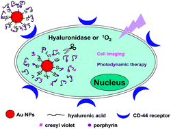 Graphical abstract: Gold nanoparticles functionalized with cresyl violet and porphyrin via hyaluronic acid for targeted cell imaging and phototherapy