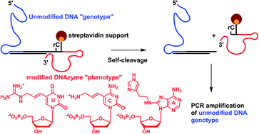 Graphical abstract: A method for selecting modified DNAzymes without the use of modified DNA as a template in PCR