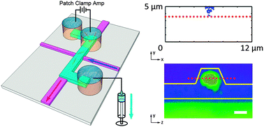 Graphical abstract: Electro-optical detection of single λ-DNA