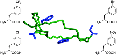 Graphical abstract: Expanding the chemical diversity of lasso peptide MccJ25 with genetically encoded noncanonical amino acids