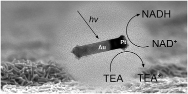 Graphical abstract: Plasmon-driven photoregeneration of cofactor molecules