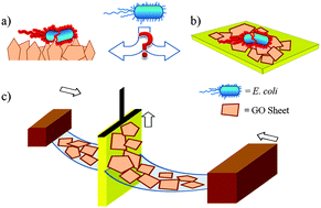 Graphical abstract: On the antibacterial mechanism of graphene oxide (GO) Langmuir–Blodgett films