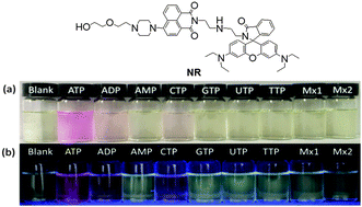 Graphical abstract: A ratiometric fluorescent probe with unexpected high selectivity for ATP and its application in cell imaging