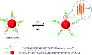 Graphical abstract: I-motif-based nano-flares for sensing pH changes in live cells