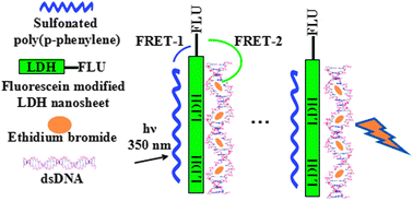 Graphical abstract: Multiple and configurable optical logic systems based on layered double hydroxides and chromophore assemblies