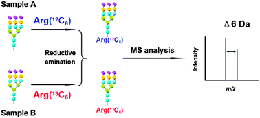 Graphical abstract: Glycan reductive isotope-coded amino acid labeling (GRIAL) for mass spectrometry-based quantitative N-glycomics