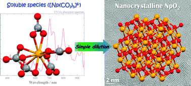 Graphical abstract: Intrinsic formation of nanocrystalline neptunium dioxide under neutral aqueous conditions relevant to deep geological repositories