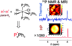 Graphical abstract: Strong 31P nuclear spin hyperpolarization produced via reversible chemical interaction with parahydrogen