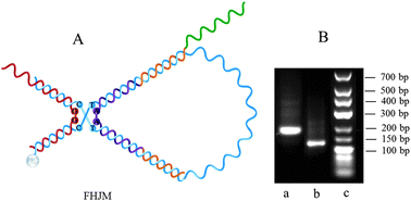 Graphical abstract: Ultrasensitive SERS assay of lysozyme using a novel and unique four-way helical junction molecule probe for signal amplification