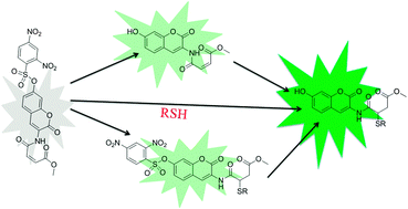 Graphical abstract: A highly selective and sensitive fluorescent thiol probe through dual-reactive and dual-quenching groups