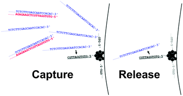 Graphical abstract: Capture and Release (CaR): a simplified procedure for one-tube isolation and concentration of single-stranded DNA during SELEX