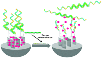Graphical abstract: Oligonucleotide-capped mesoporous silica nanoparticles as DNA-responsive dye delivery systems for genomic DNA detection