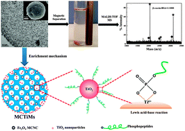 Graphical abstract: Magnetic cellulose–TiO2 nanocomposite microspheres for highly selective enrichment of phosphopeptides