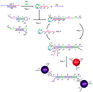 Graphical abstract: An enzyme-free and amplified colorimetric detection strategy via target–aptamer binding triggered catalyzed hairpin assembly