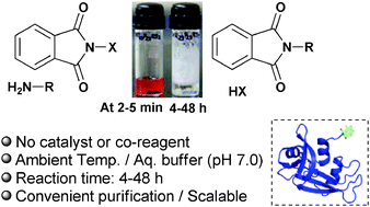 Graphical abstract: A phthalimidation protocol that follows protein defined parameters
