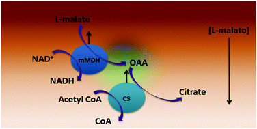 Graphical abstract: Krebs cycle metabolon formation: metabolite concentration gradient enhanced compartmentation of sequential enzymes