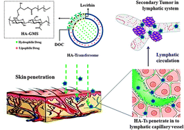 Graphical abstract: Enhanced transdermal lymphatic drug delivery of hyaluronic acid modified transfersomes for tumor metastasis therapy