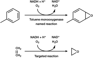 Graphical abstract: Biocatalytic conversion of ethylene to ethylene oxide using an engineered toluene monooxygenase