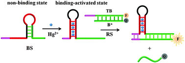 Graphical abstract: A binding-induced sutured toehold activation for controllable DNA strand displacement reactions