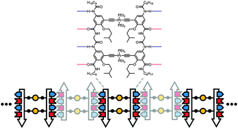 Graphical abstract: A supramolecular ladder polymer prepared by hydrogen bonding-mediated self-assembly of a metallomacrocycle
