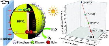 Graphical abstract: The promotion effect of surface negative electrostatic field on the photogenerated charge separation of BiVO4 and its contribution to the enhanced PEC water oxidation