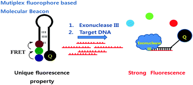 Graphical abstract: A multiplex fluorophore molecular beacon: detection of the target sequence using large Stokes shift and multiple emission signal properties