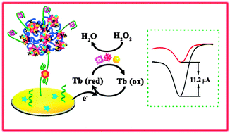 Graphical abstract: A sensitive electrochemical aptasensor based on the co-catalysis of hemin/G-quadruplex, platinum nanoparticles and flower-like MnO2 nanosphere functionalized multi-walled carbon nanotubes