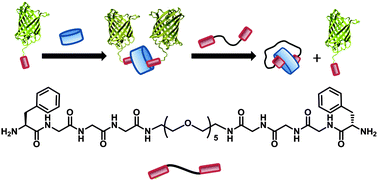 Graphical abstract: Cucurbit[8]uril templated supramolecular ring structure formation and protein assembly modulation