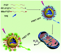 Graphical abstract: Multifunctional self-assembled polymeric nanoprobes for FRET-based ratiometric detection of mitochondrial H2O2 in living cells