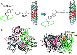 Graphical abstract: A click chemistry approach to site-specific immobilization of a small laccase enables efficient direct electron transfer in a biocathode