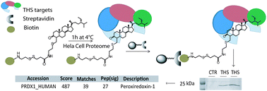 Graphical abstract: Theonellasterone, a steroidal metabolite isolated from a Theonella sponge, protects peroxiredoxin-1 from oxidative stress reactions