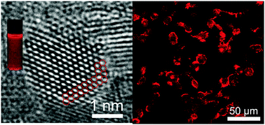 Graphical abstract: Electrochemical synthesis of small-sized red fluorescent graphene quantum dots as a bioimaging platform