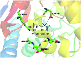 Graphical abstract: Geminal dihalogen isosteric replacement in hydrated AI-2 affords potent quorum sensing modulators