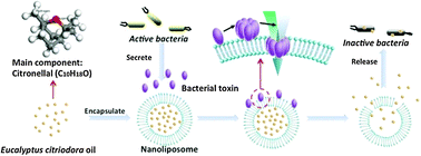 Graphical abstract: Nanoliposomes containing Eucalyptus citriodora as antibiotic with specific antimicrobial activity