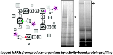 Graphical abstract: Active site-directed proteomic probes for adenylation domains in nonribosomal peptide synthetases