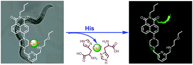 Graphical abstract: A naphthalimide-based fluorescent probe for highly selective detection of histidine in aqueous solution and its application in in vivo imaging