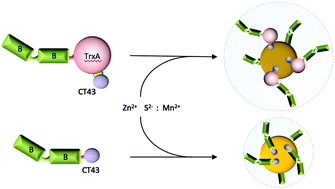 Graphical abstract: A minimized designer protein for facile biofabrication of ZnS:Mn immuno-quantum dots