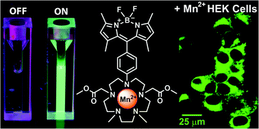 Graphical abstract: Tuning macrocycles to design ‘turn-on’ fluorescence probes for manganese(ii) sensing in live cells