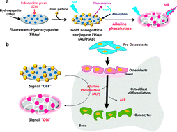 Graphical abstract: Smart nanoprobes for the detection of alkaline phosphatase activity during osteoblast differentiation