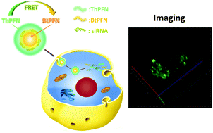 Graphical abstract: Cationic fluorescent polymer core–shell nanoparticles for encapsulation, delivery, and non-invasively tracking the intracellular release of siRNA