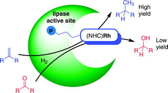 Graphical abstract: Lipase active site covalent anchoring of Rh(NHC) catalysts: towards chemoselective artificial metalloenzymes