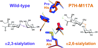 Graphical abstract: Complete switch from α-2,3- to α-2,6-regioselectivity in Pasteurella dagmatis β-d-galactoside sialyltransferase by active-site redesign