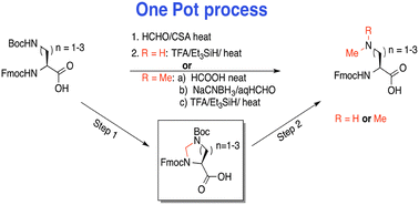 Graphical abstract: Facile synthesis of mono- and bis-methylated Fmoc-Dap, -Dab and -Orn amino acids