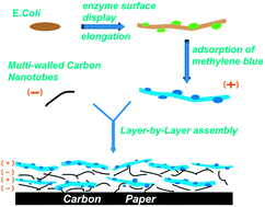 Graphical abstract: Layer-by-layer assembly of a redox enzyme displayed on the surface of elongated bacteria into a hierarchical artificial biofilm based anode