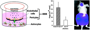 Graphical abstract: Hyperosmotic polydixylitol for crossing the blood brain barrier and efficient nucleic acid delivery