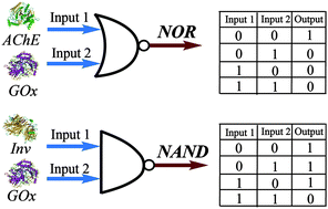 Graphical abstract: Enzyme-driven i-motif DNA folding for logic operations and fluorescent biosensing